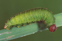 E. pandrose